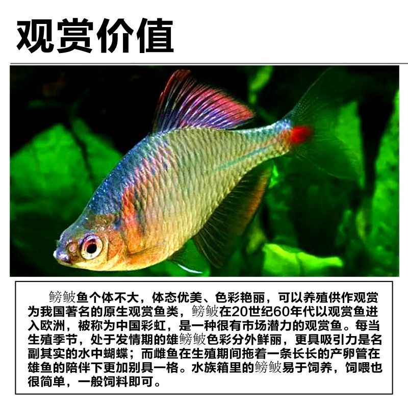 海盐县鳑鲏  螃皮鱼，冷水高体观赏鱼，10只包邮，4-5厘米。