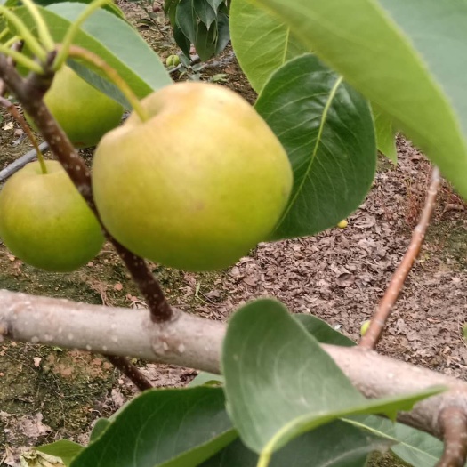泰安 玉露香梨树苗，1-6公分梨树苗，放心苗
