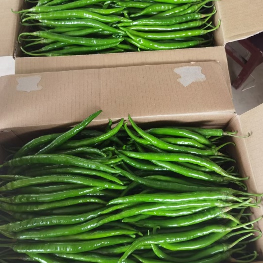 威信县线椒 皮薄肉厚，品质保证
