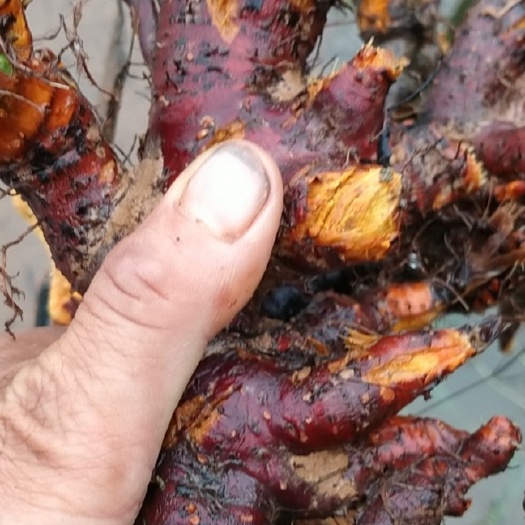 株洲虎杖 