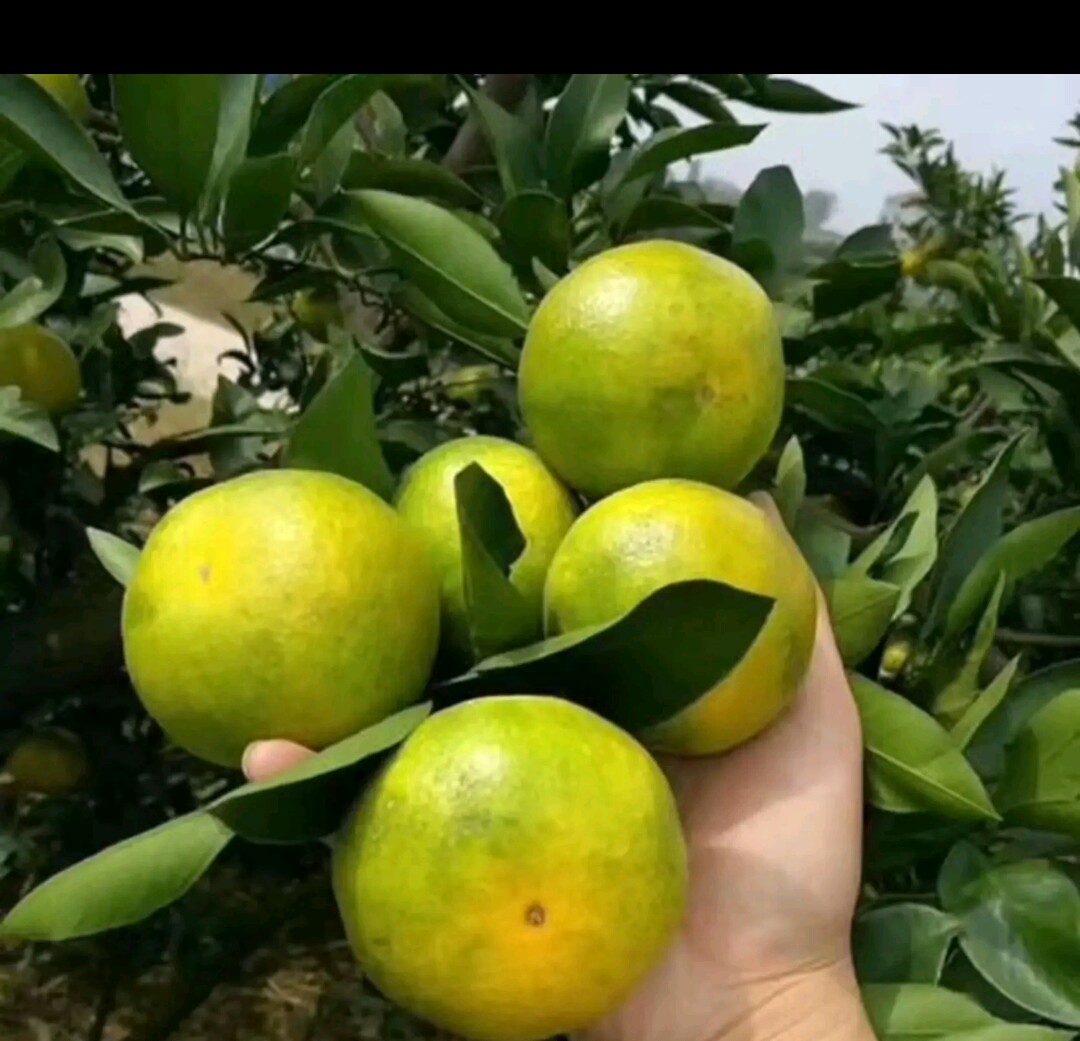 资中蜜桔 大量上市，产地直销，价格优惠品质到位