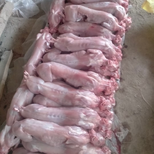 广河县肉兔  兔肉