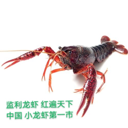监利市监利市清水鲜活小龙虾自产自销，规格齐，货充足！物流可达全国！