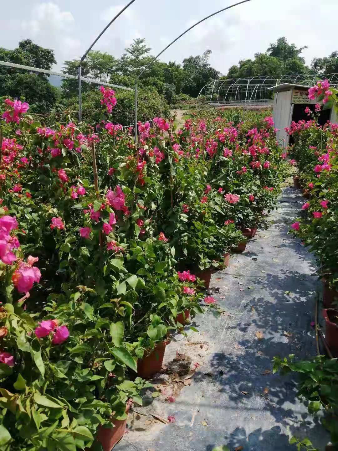 大红三角梅  三角梅，福建龙岩种植批发基地 ，你各位老板来实地考察