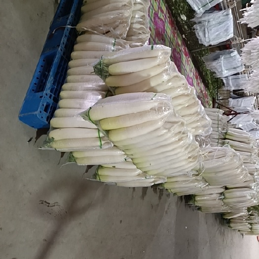 尚义县紫胡萝卜  高质量青萝卜