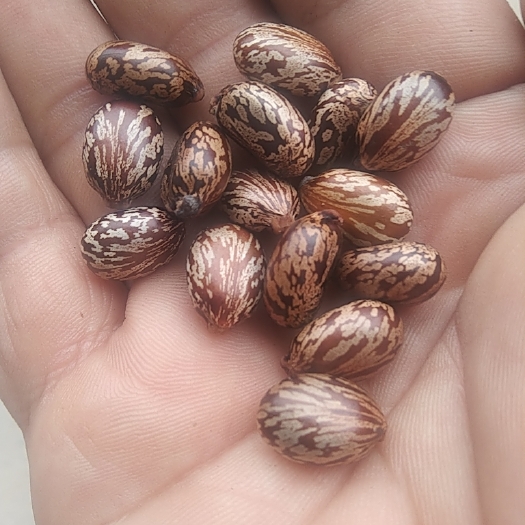 临沂百部 红蓖麻子