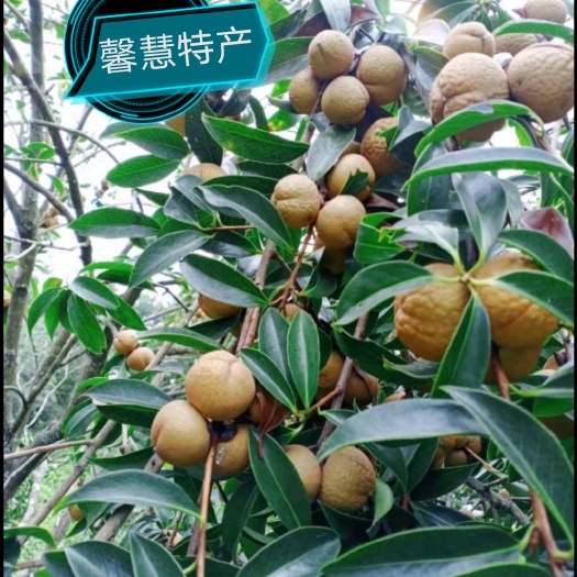 楚雄市山茶花果，红花山茶果，油茶果，大量分批上市