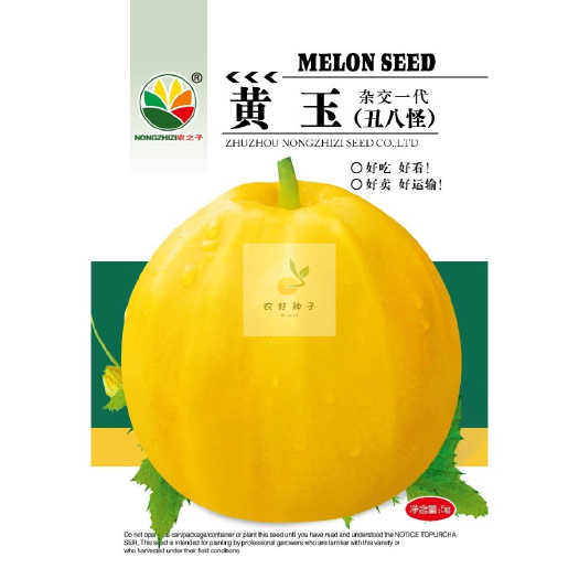 株洲甜瓜种子  黄玉 杂交丑八怪黄薄皮甜瓜梨瓜香瓜种子高抗病早
