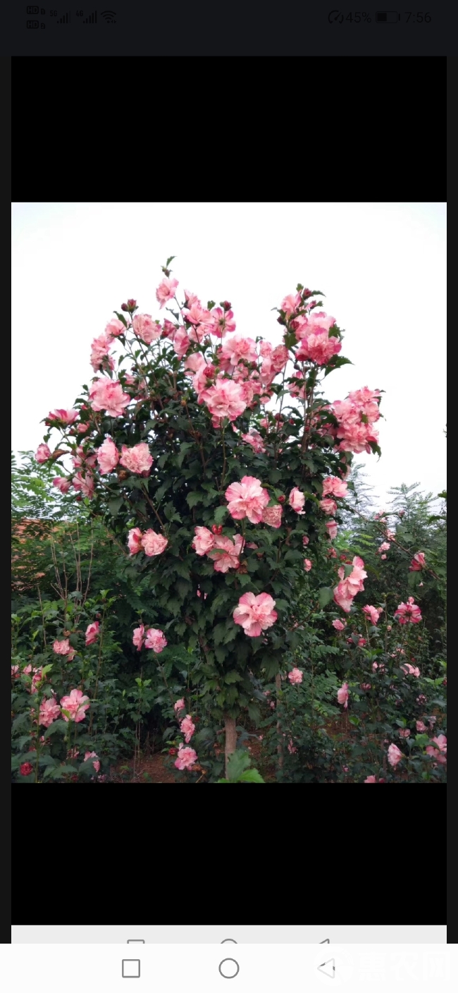 白花重瓣木槿 双颜色花重瓣木槿