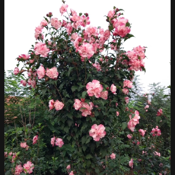 白花重瓣木槿 双颜色花重瓣木槿