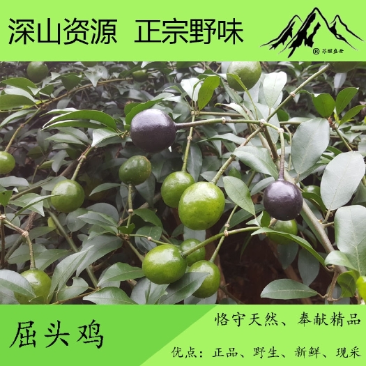 容县屈头鸡