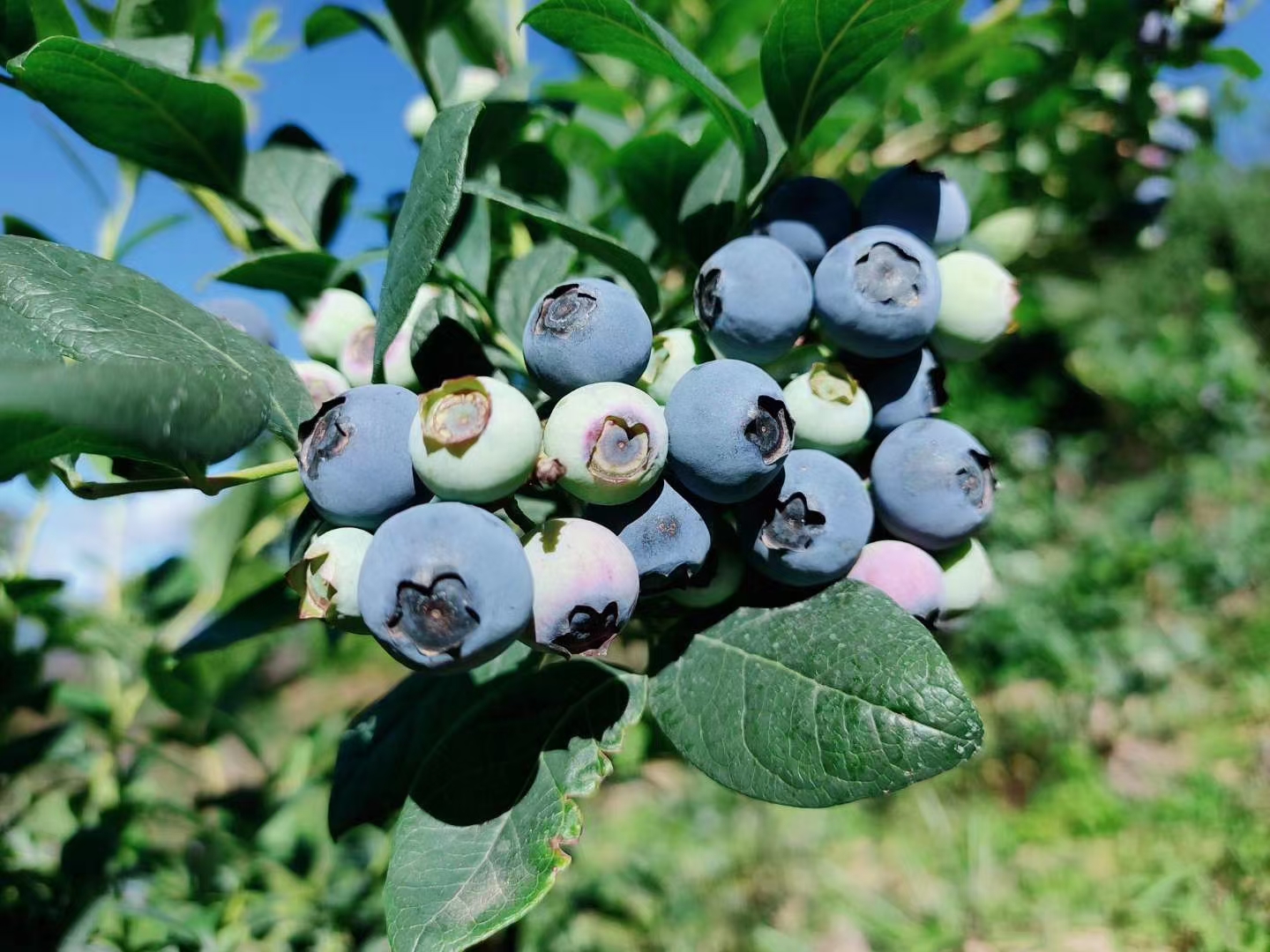 玉龙纳西族自治县黑莓  老君山蓝莓