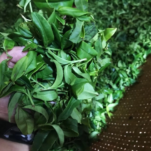 潮州单丛茶  凤凰高山锯朵仔/礼盒包装过节送礼最加