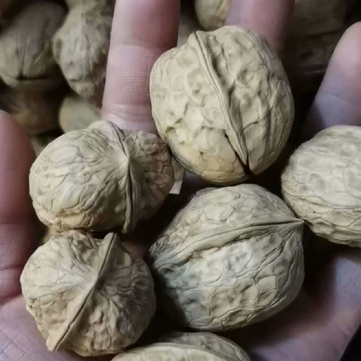 盐源县山核桃 核桃