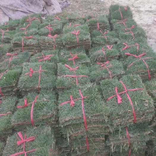  大叶油草，草，马尼拉，兰引3号草皮
