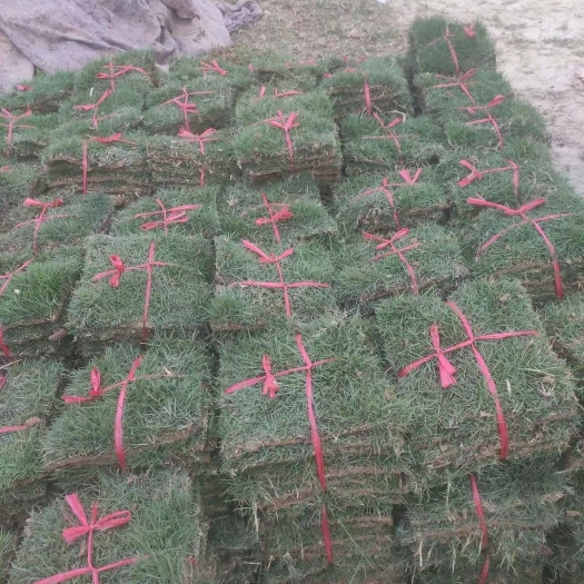 清远 大叶油草，草，马尼拉，兰引3号草皮