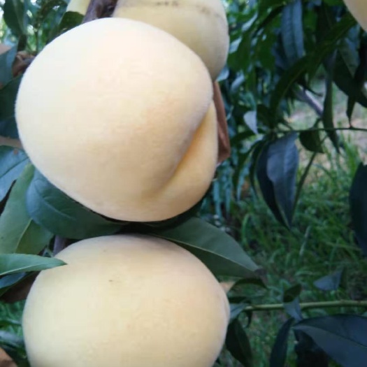 临西县 黄金蜜，黄桃，8/8品种