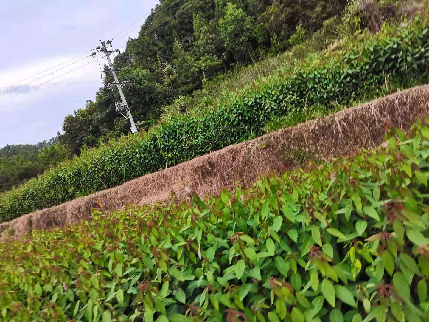  供应本地乌桕和山乌桕杯苗