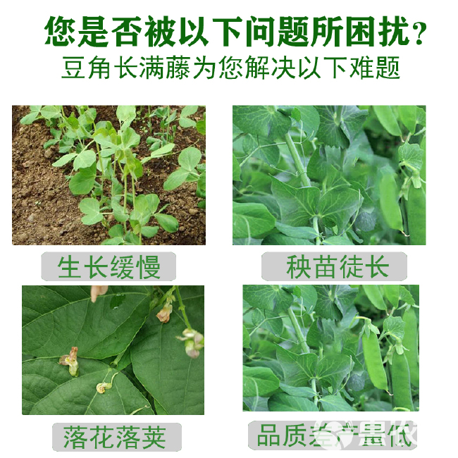 豆角长满藤拉直增长微量元素叶面肥增产芸豆荷兰豆四季豆保花保荚