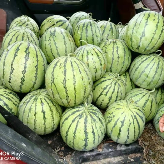 雷山县高山麒麟西瓜，糖度15个糖左右，日供5000