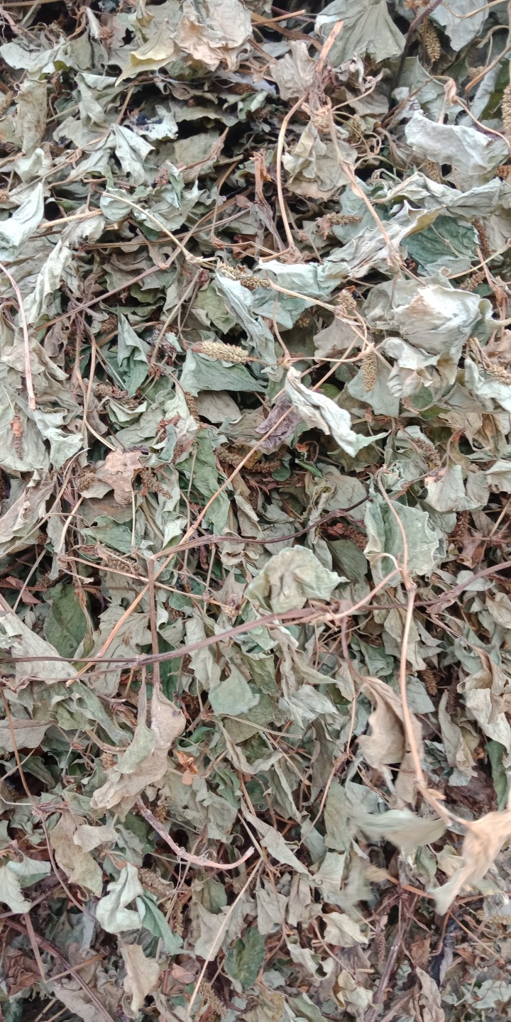 关岭布依族苗族自治县药用鱼腥草 鱼腥草，植物中药材，颜色还可以，需要的联系，