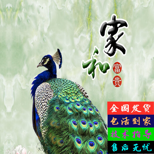 邛崃市鸵鸟苗 家养孔雀活体幼苗鸵鸟观赏鸟宠物鸟公母一对可选