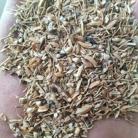 石家庄 碎米子，适合养鸭子养鹅，