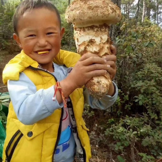 鮮松茸 松茸