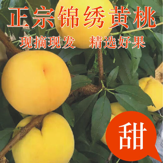 砀山县锦绣黄桃 大型果黄桃 口味酸甜 安徽桃基地供应