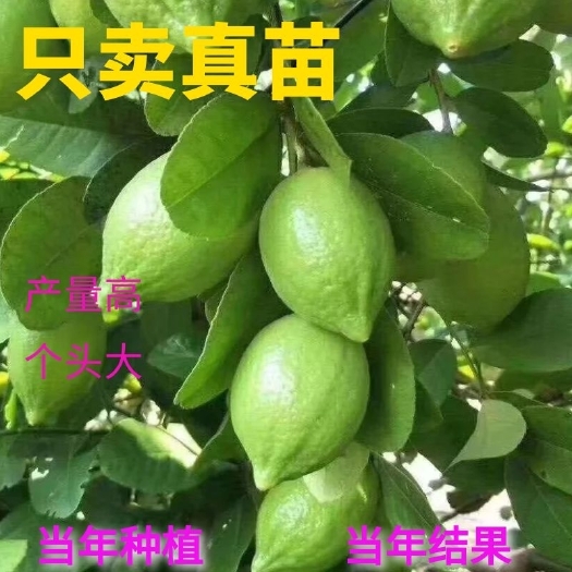 灵山县广东香水柠檬苗有核  四季开花结果，产量高，味道香