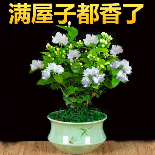 茉莉花盆栽【浓香型】室内客厅阳台芳香驱蚊植物四季常青开花不断