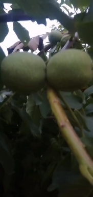 渭南青皮核桃