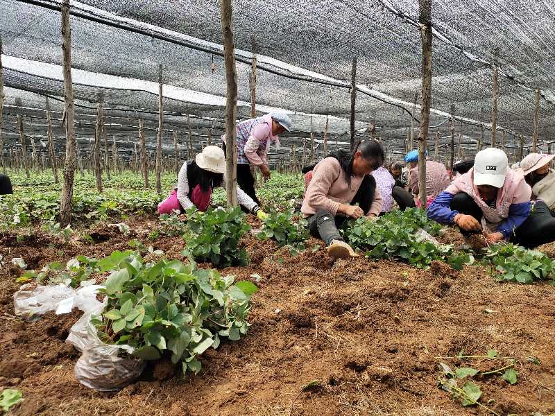 重楼苗（滇重楼高杆、矮杆苗、七叶一枝花）