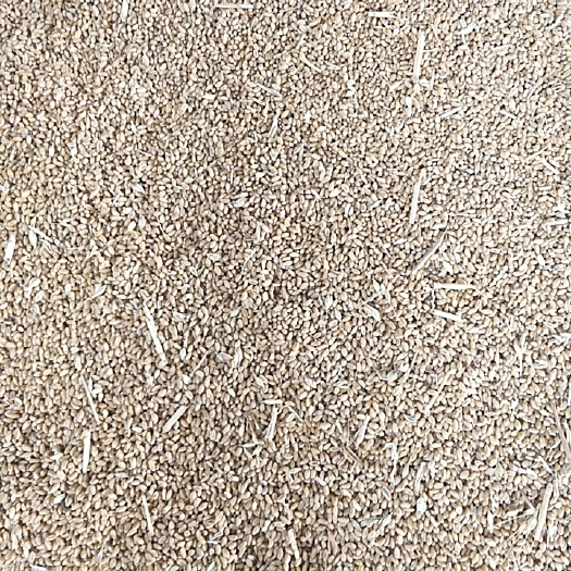 亳州白麦 小麦