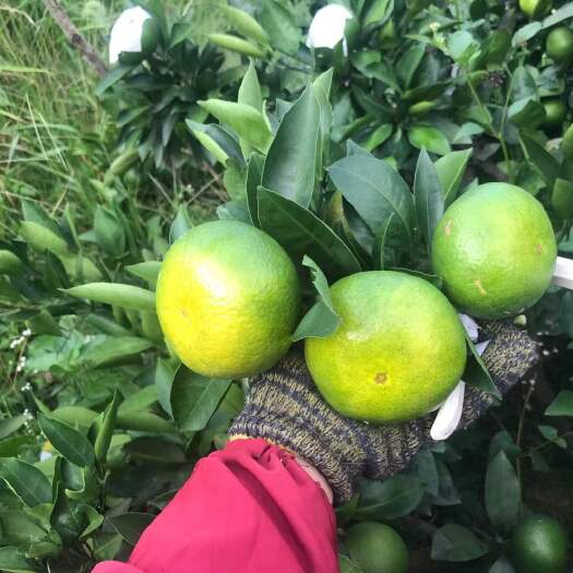 资兴市蜜桔 东江湖特早蜜橘，