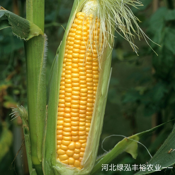 徐闻县河北鲜玉米，甜糯玉米，水果玉米，产地直供，支持一件代发