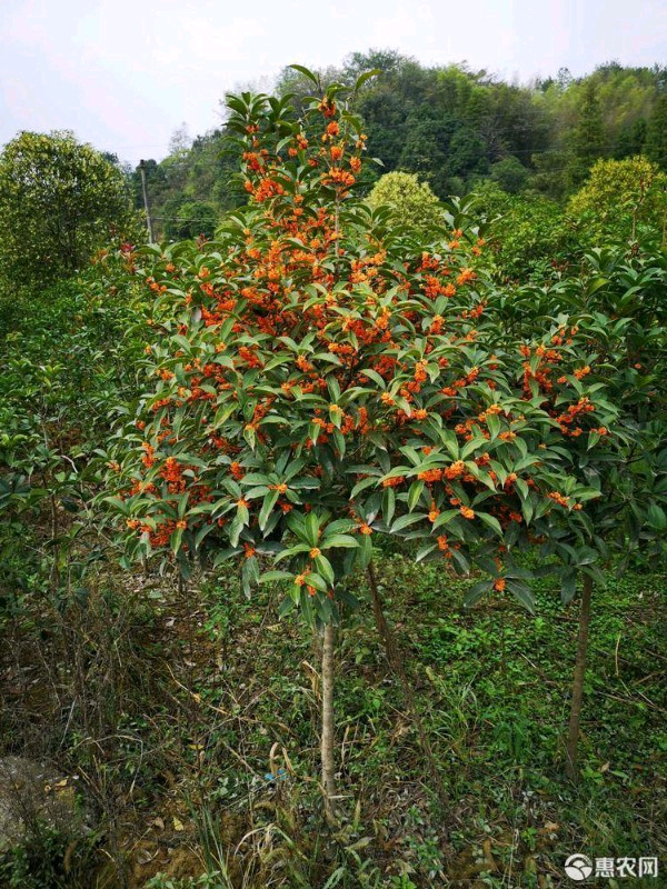 桂花树苗  丹桂 状元红红桂 血桂 庭院别墅绿化桂花树