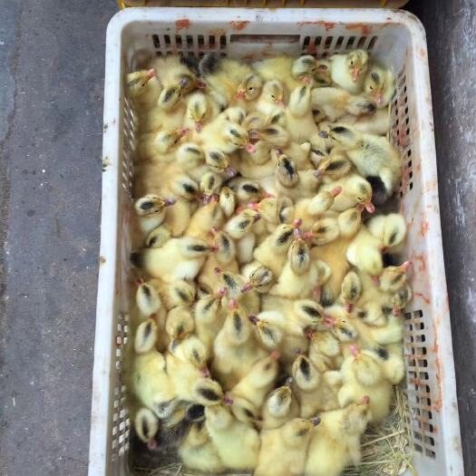 衡阳鸭苗，热销麻鸭苗，蛋鸭苗