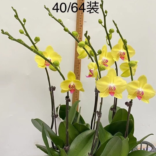 广州蝴蝶兰花苗盆栽带花苞带花剑兰花大苗客厅室内植物花卉四季好养活