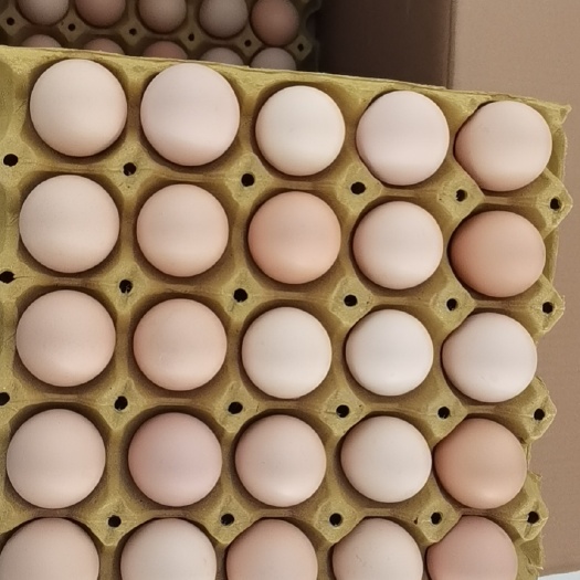 馆陶县土鸡蛋  精品粉蛋小码中码大码