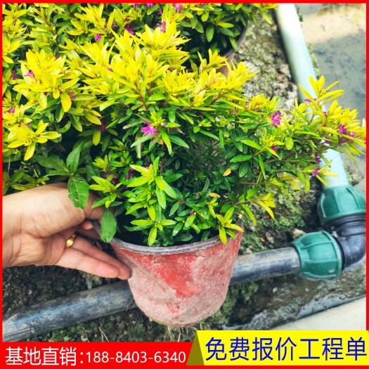 成都金叶满天星 双色杯 高度20－25基地直销 质量好