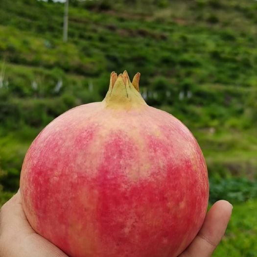 永胜县丽江高原突尼斯软籽石榴