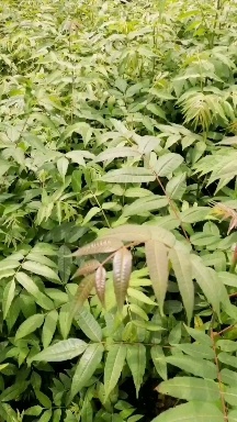 宁强县红油香椿苗，一年籽播苗，长势旺盛，数量有优势。