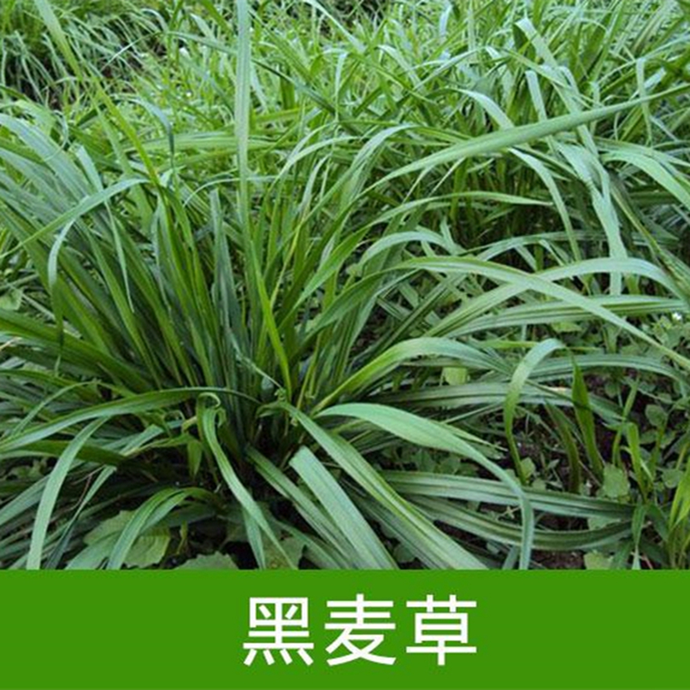 沭阳县冬牧草种子  耐寒高产量牧草冬牧70黑麦草种子籽多年生四季种