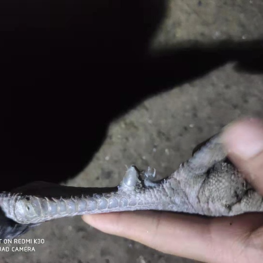 献县土鸡  出售华北柴公鸡