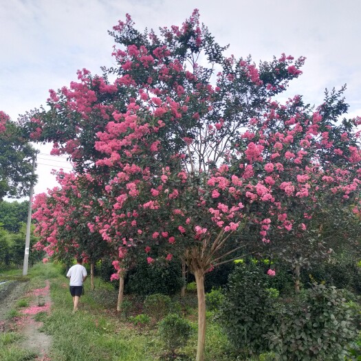 成都紫薇树