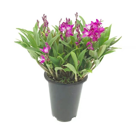 南靖县金叉石斛盆栽  澳洲香水石斛 红花款室内观花赏叶绿植盆栽+赠花肥