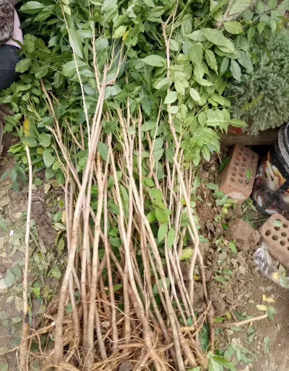 豐花紫藤樹苗紫羅蘭四季藤蔓日本長穗紫藤屋頂花園圍墻包郵批發(fā)價