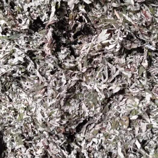 房县艾草 