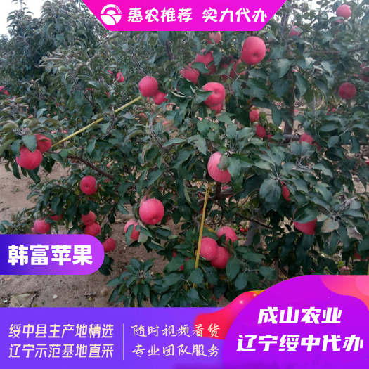 绥中韩富苹果主产区货源代收代办，75起步，全红，条红，片红